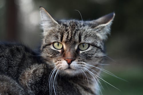 Gratuit Imagine de stoc gratuită din a închide, animal domestic, față de pisică Fotografie de stoc