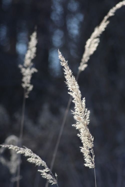 Free Detailed close-up of elegant dry grass with soft, blurred background. Stock Photo