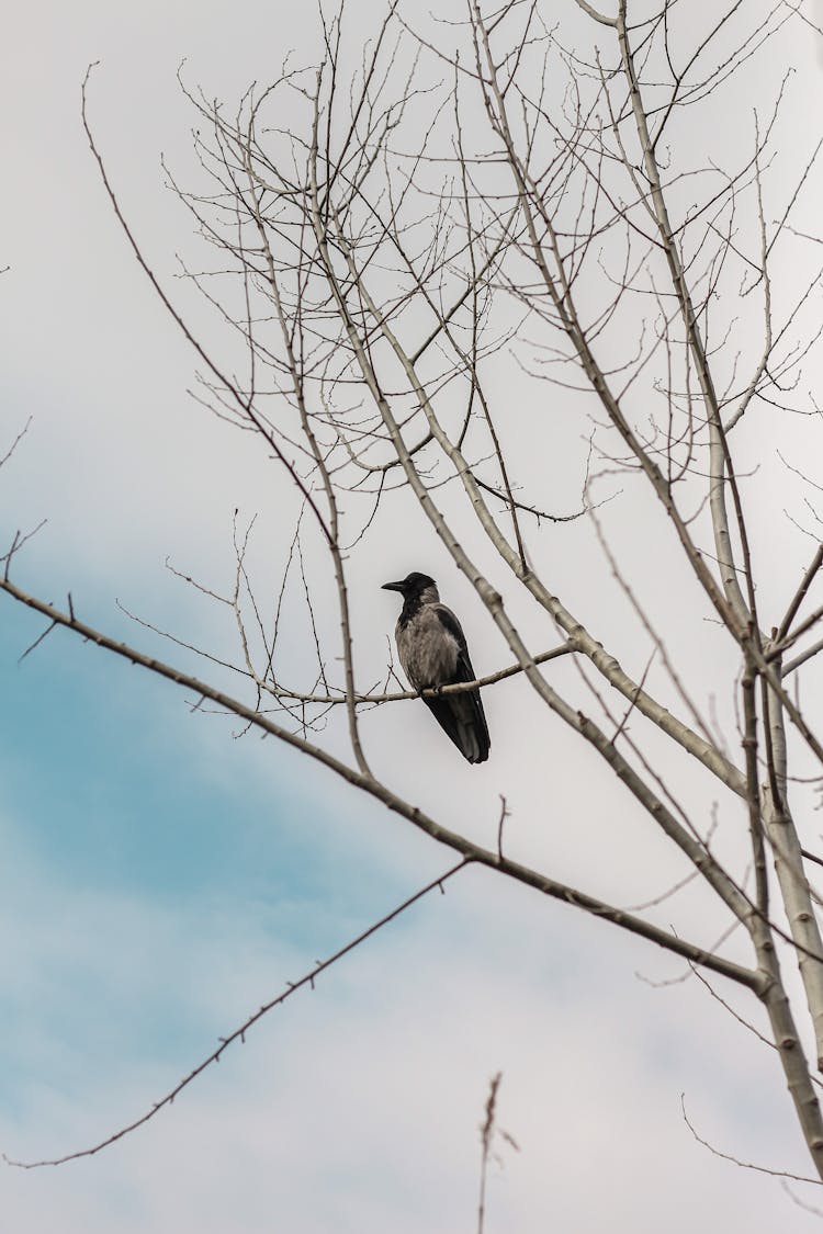 Crow Perched On A Leafless Tree