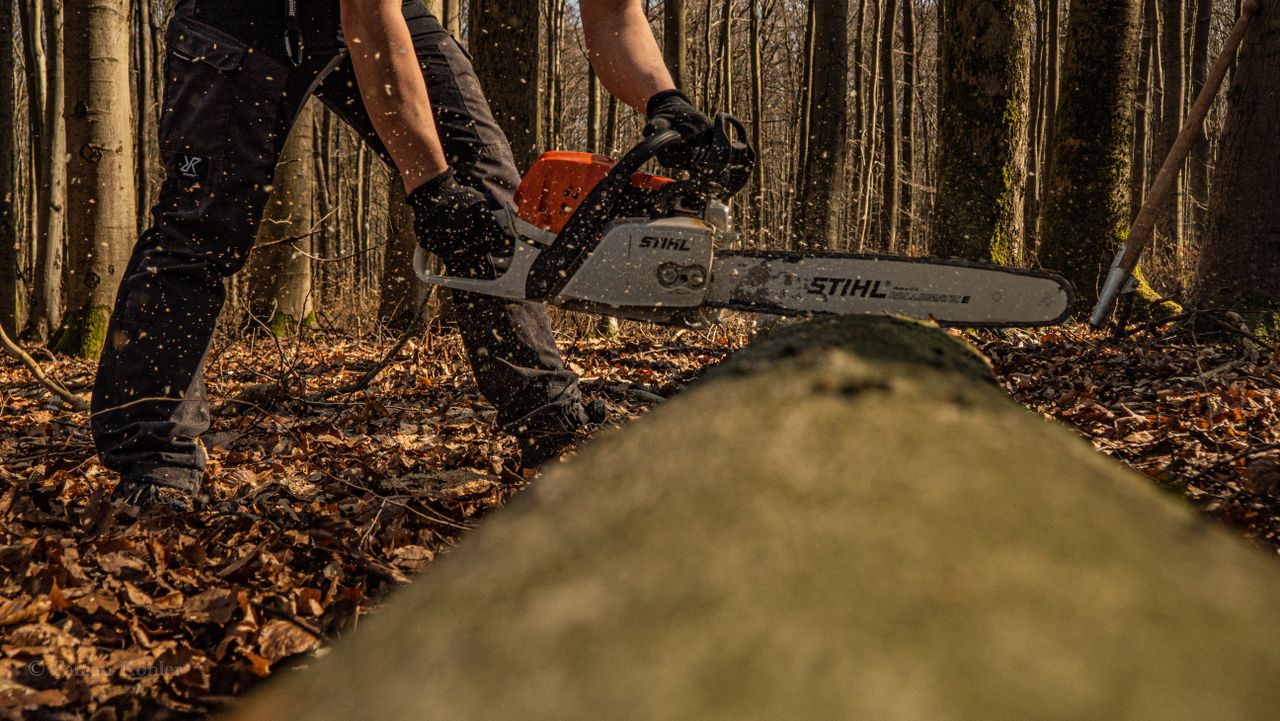 a forester cuts a tree log with a chainsaw in an autumn forest setting