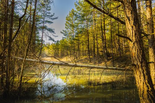 Free Tranquil forest landscape showcasing a fallen tree over a reflective stream. Stock Photo