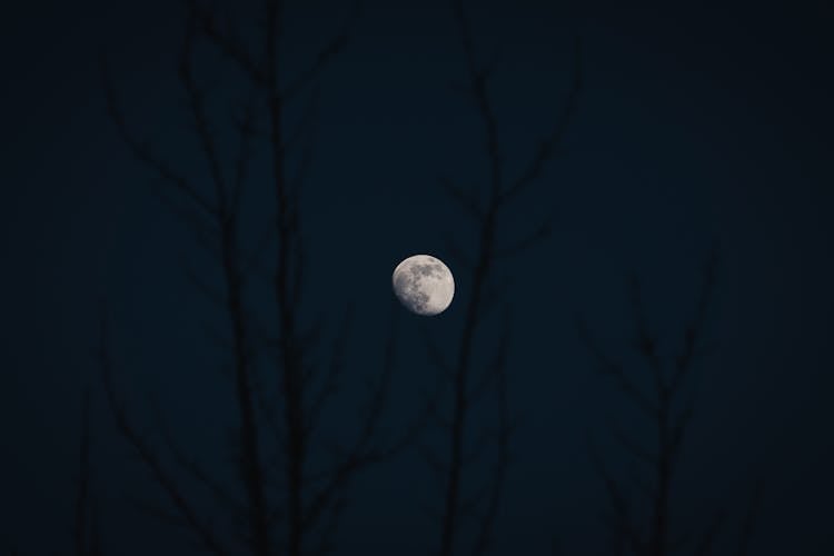 Moon Shining Through Silhouette Of Trees