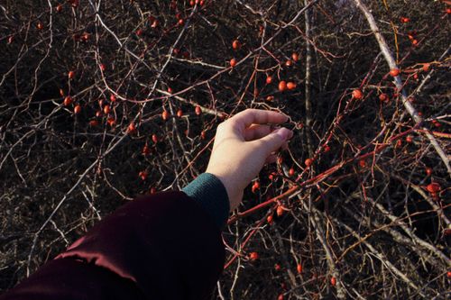 Free A hand picking red berries from a shrub in a winter landscape, wearing a coat. Stock Photo