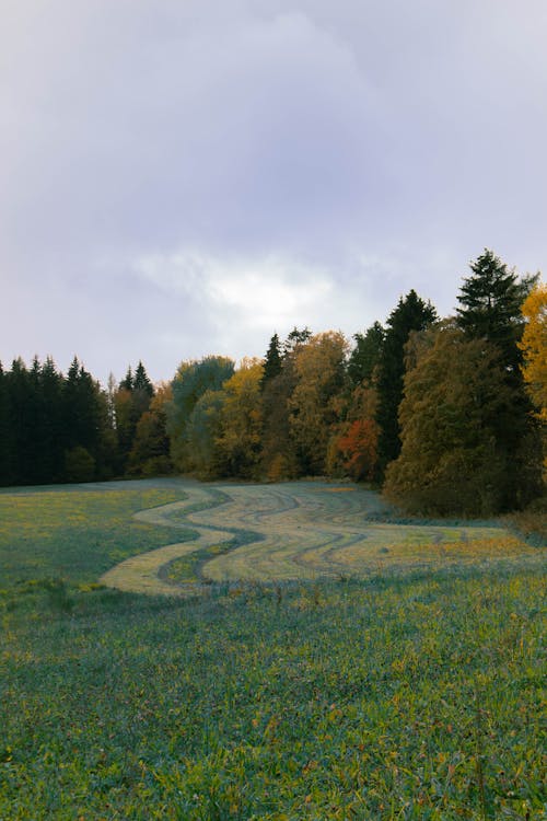 Landscape of a Green Field and Autumn Trees