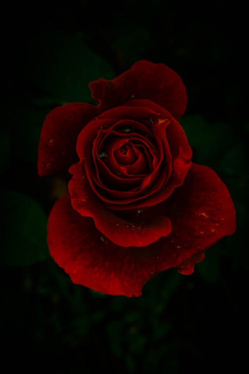 Бесплатное стоковое фото с вертикальный выстрел, капельки воды, Красная роза