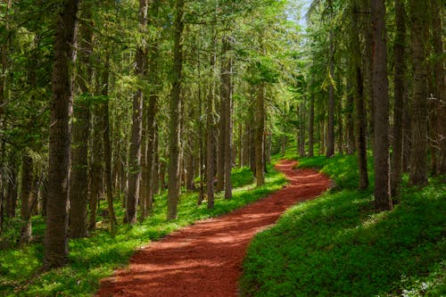 Free Brown Dirt Road in Between Green Grass in the Forest Stock Photo