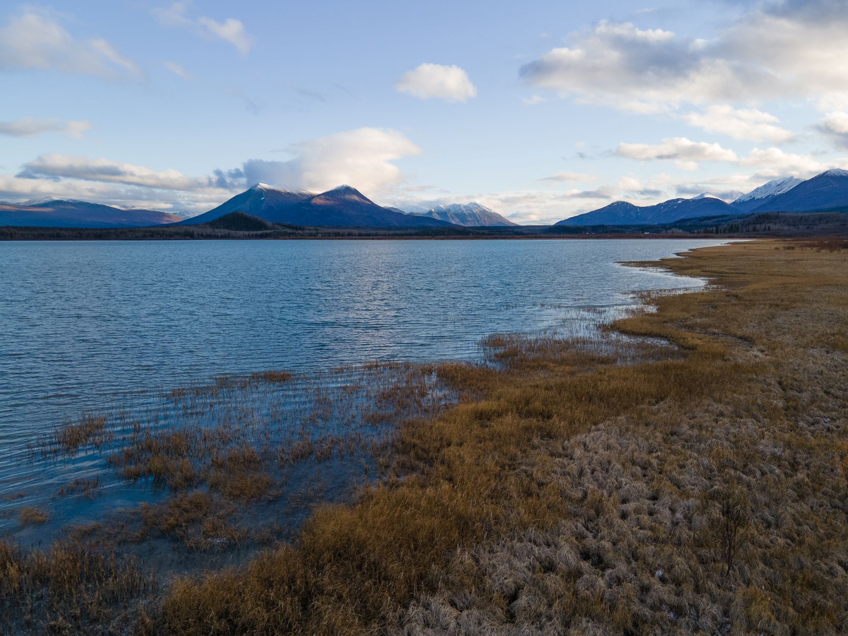 Where to Safely See Wildlife in the Yukon (Bears, Moose & Caribou)