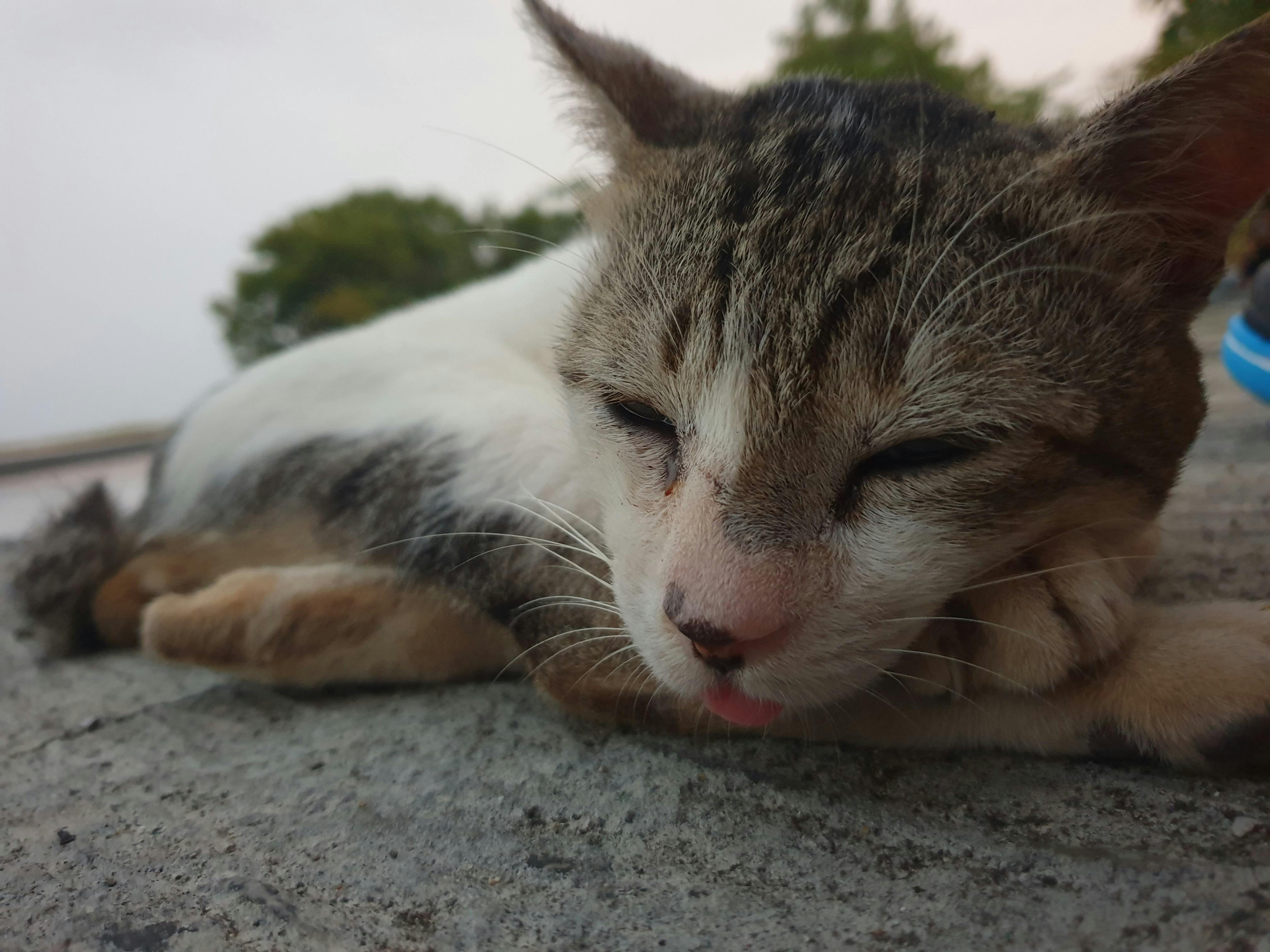 should-i-keep-a-stray-cat