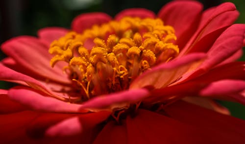 Close-Up Shot of a Zinnia Flower