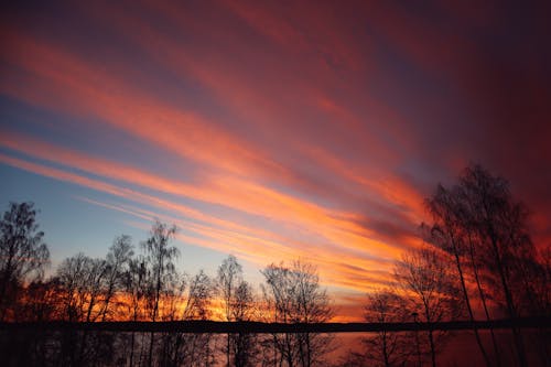 Silhouette of Trees During Dawn