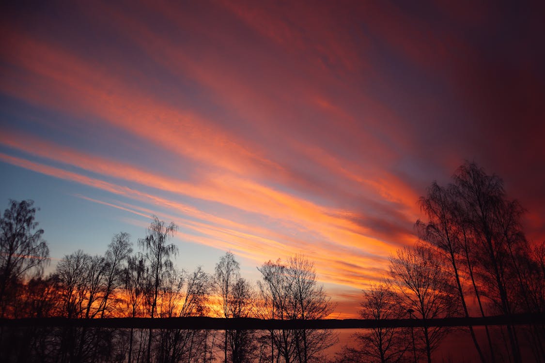 Silhouette of Trees During Dawn