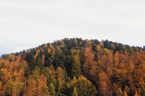 Ücretsiz ağaçlar, arazi, çevre içeren Ücretsiz stok fotoğraf Stok Fotoğraflar