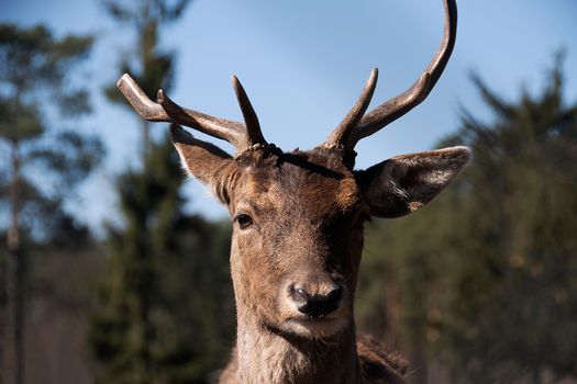 A close-up shot of a deer with antlers in a natural forest setting, perfect for wildlife enthusiasts.