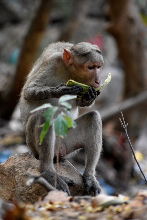 Photo of Monkey Eating While Sitting on A Rock