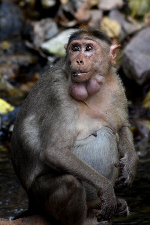 Close-Up Shot of Monkey