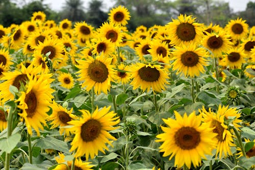 Ilmainen kuvapankkikuva tunnisteilla auringonkukat, hauras, kasvikunta Kuvapankkikuva