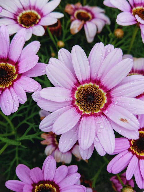 Dewdrops on Purple Flowers