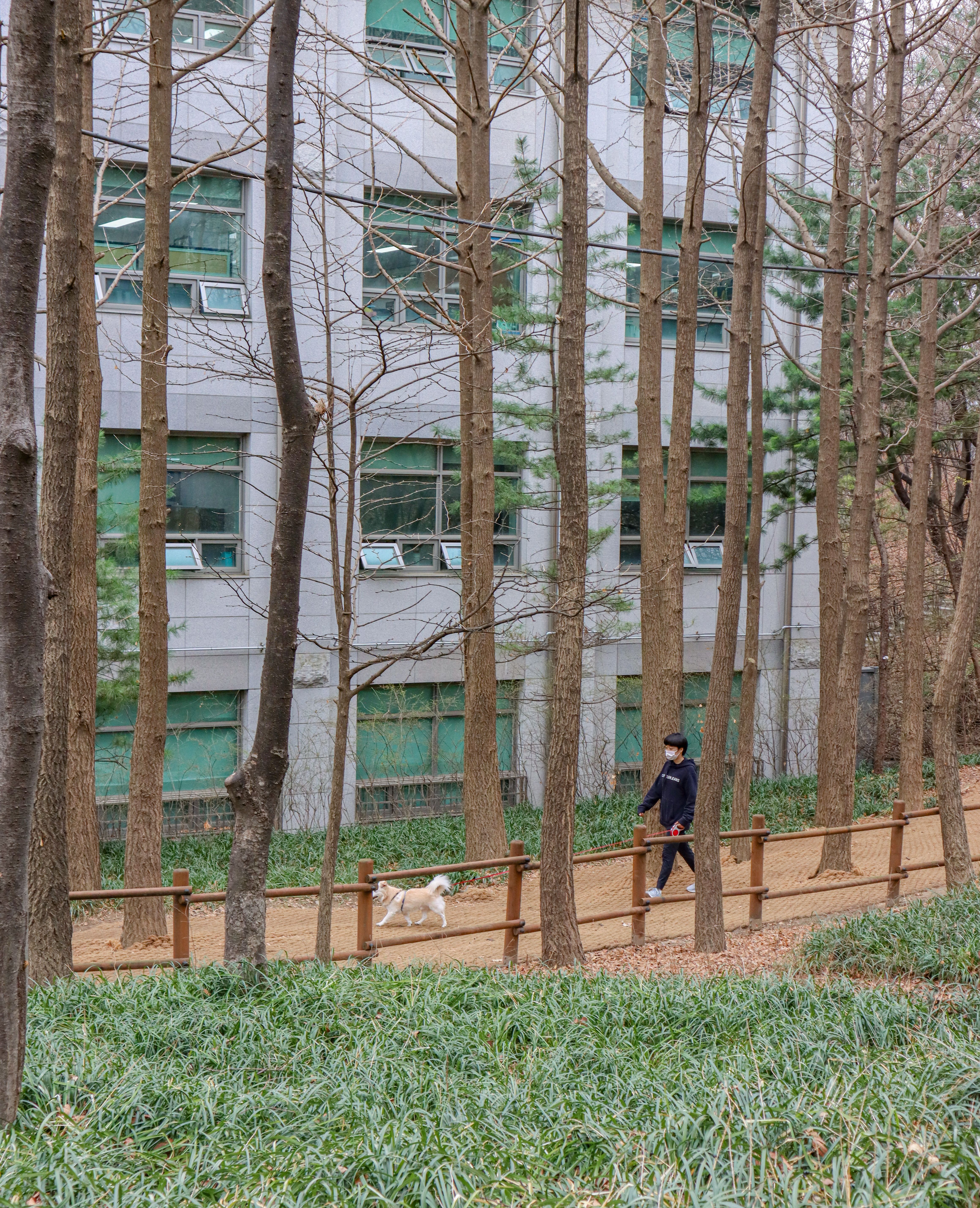 A man walks his dog on a trail in a wooded area beside a modern high-rise building in Seoul.