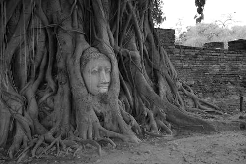 Grayscale Photo of Bodhi Tree in India