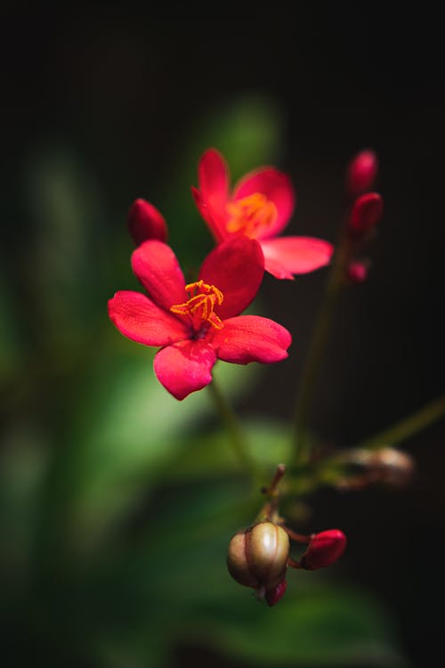 Close-Up Photo of Red Flower