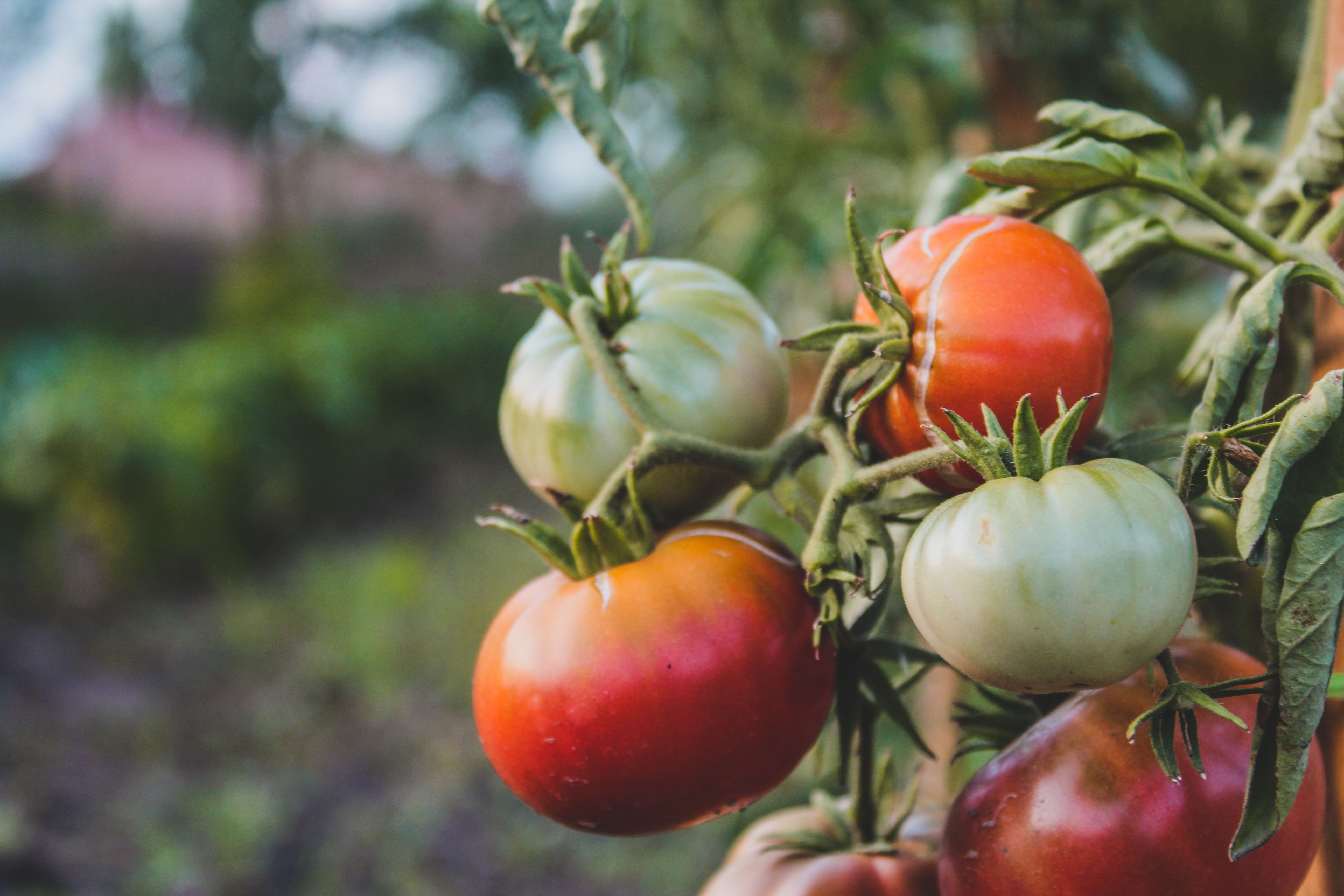 Comment lutter contre le phytophthora sur tomates et pommes de terre