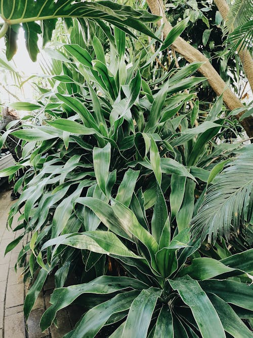 Free 나뭇잎, 녹색, 녹색 식물의 무료 스톡 사진 Stock Photo