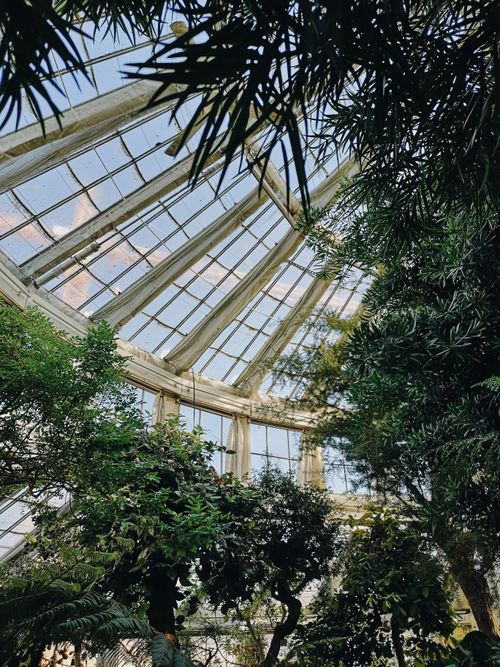 Free Lush greenery inside a beautiful glasshouse in Copenhagen. Stock Photo