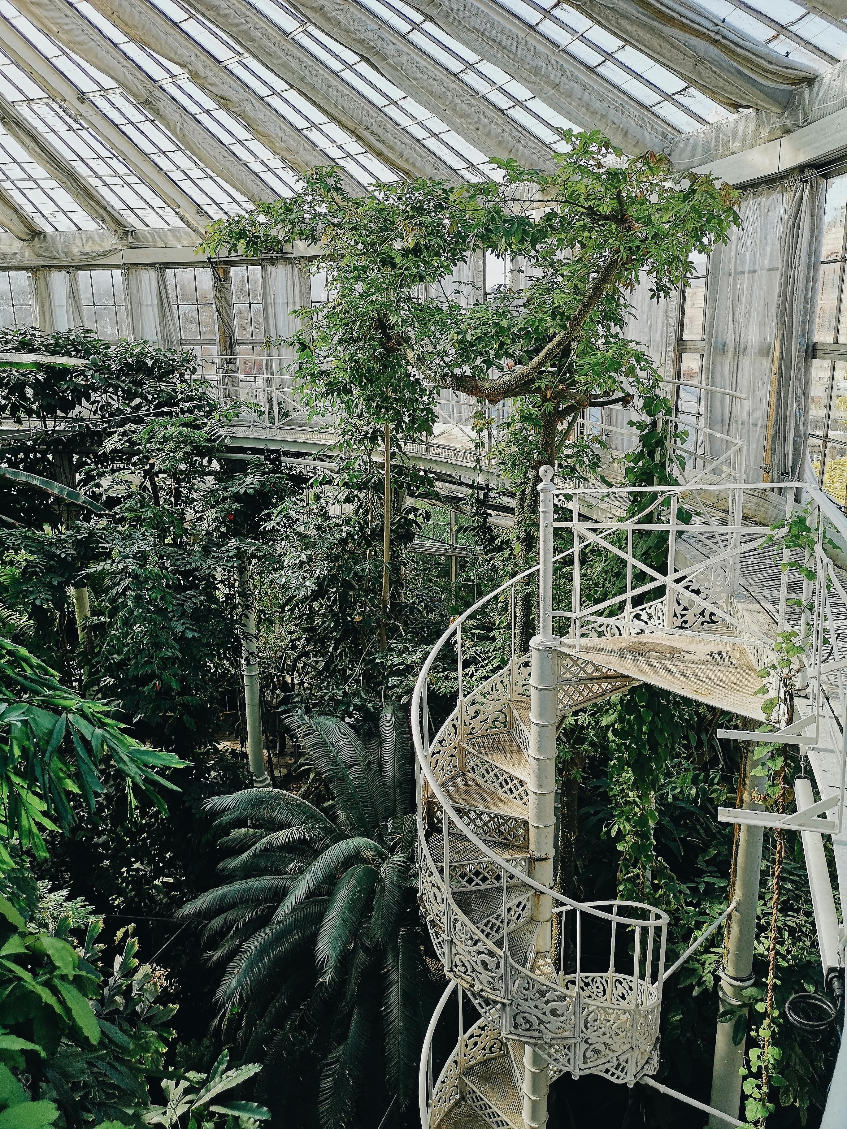 green leaf plants inside greenhouse