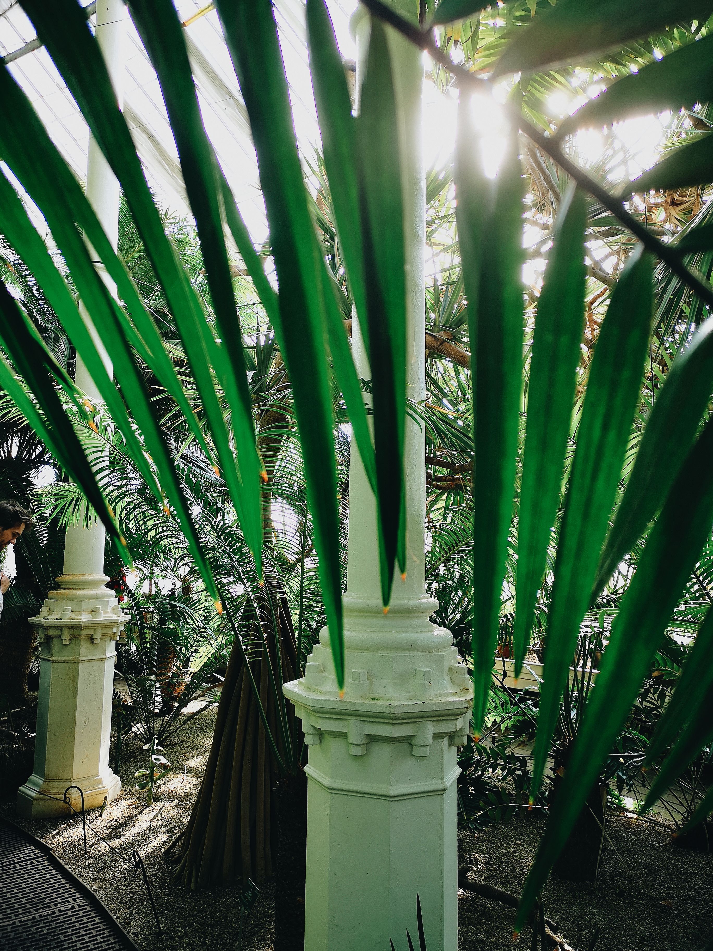 Plants in a Botanical Garden · Free Stock Photo