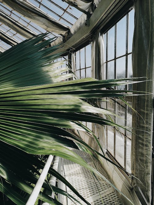 bitki, bitki örtüsü, camlar içeren Ücretsiz stok fotoğraf