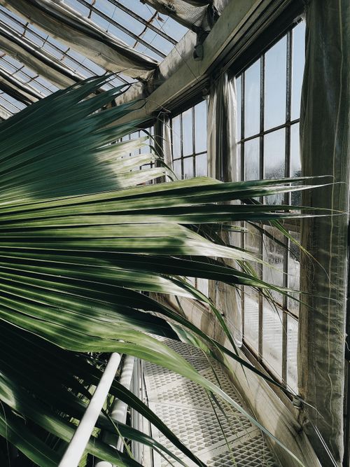 Free Vibrant palm leaves in a sunlit Copenhagen greenhouse exude tranquility. Stock Photo