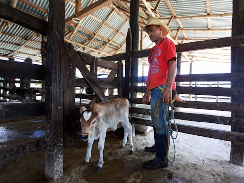 Man in Red Shirt Standing beside Brown and White Cow