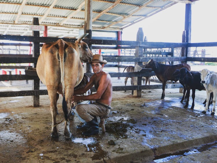 Man Milking Cow