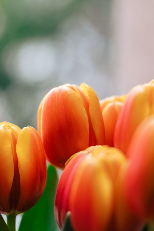 Free Close-up of vibrant orange tulips with a soft, blurry background, showcasing macro florals. Stock Photo