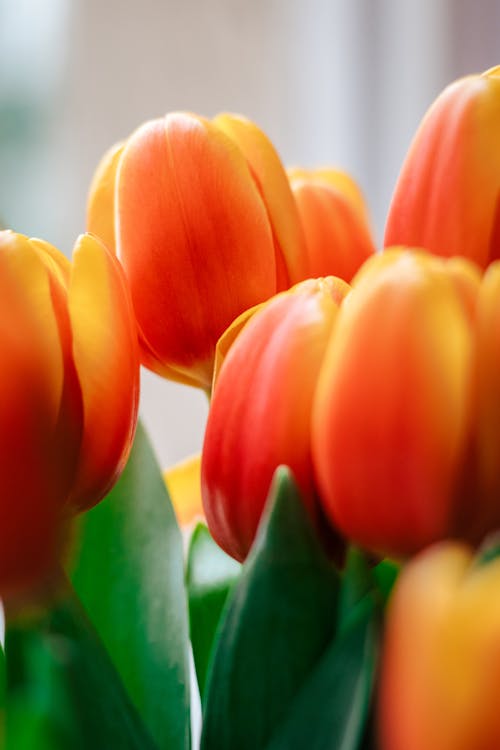 Kostenloses Stock Foto zu blühen, blume, blütenblätter