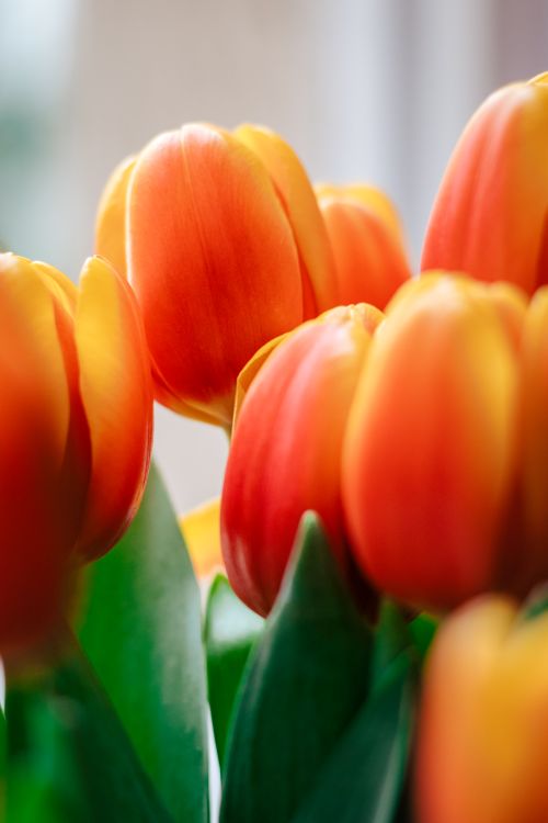 Free Close-up of vibrant orange tulips, showcasing delicate petals and fresh spring beauty. Stock Photo