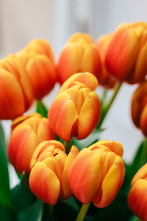 Free Bright and colorful close-up of beautiful orange tulips in bloom, showcasing nature's vibrant beauty. Stock Photo