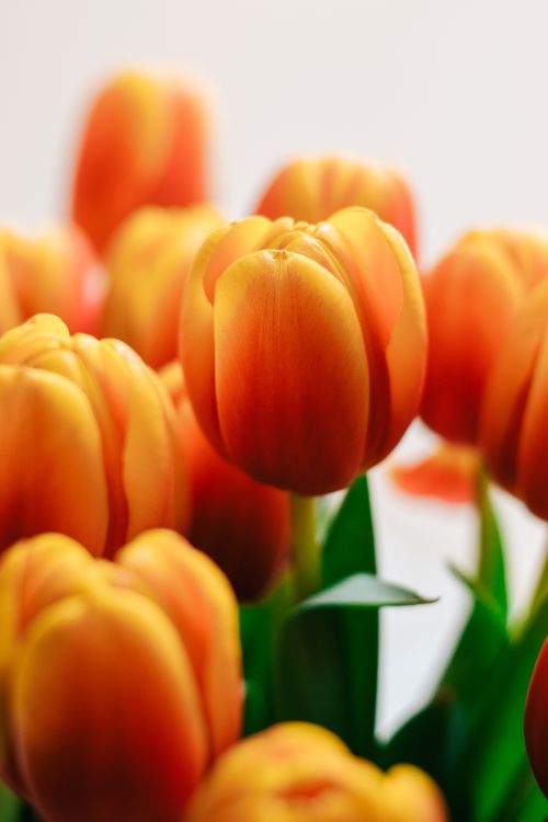 Free Close-up of bright orange tulips in full bloom, showcasing vivid colors and natural beauty. Stock Photo