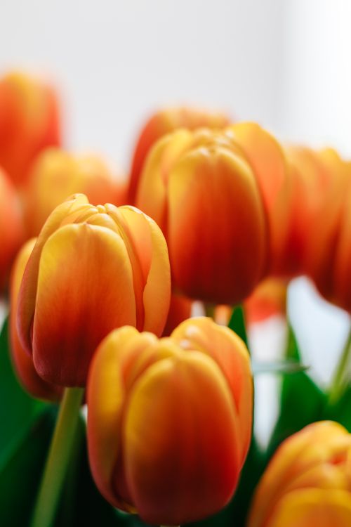 Free Close-up of vibrant orange tulips in full bloom with soft focus for a delicate and fresh look. Stock Photo