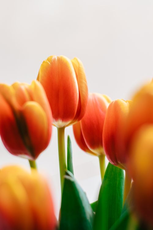 Vibrant Spring Tulips in Bloom Indoors · Free Stock Photo