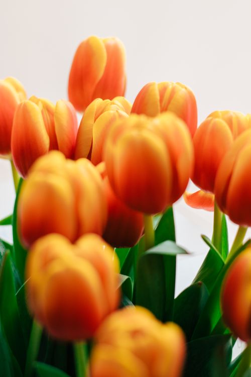 Free Bright and vivid close-up of blooming orange tulips, highlighting the beauty of nature's colors. Stock Photo