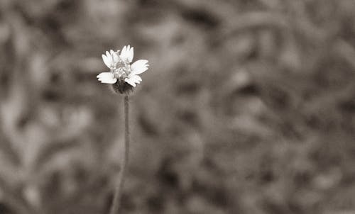 Foto stok gratis alam, bunga, hitam & putih