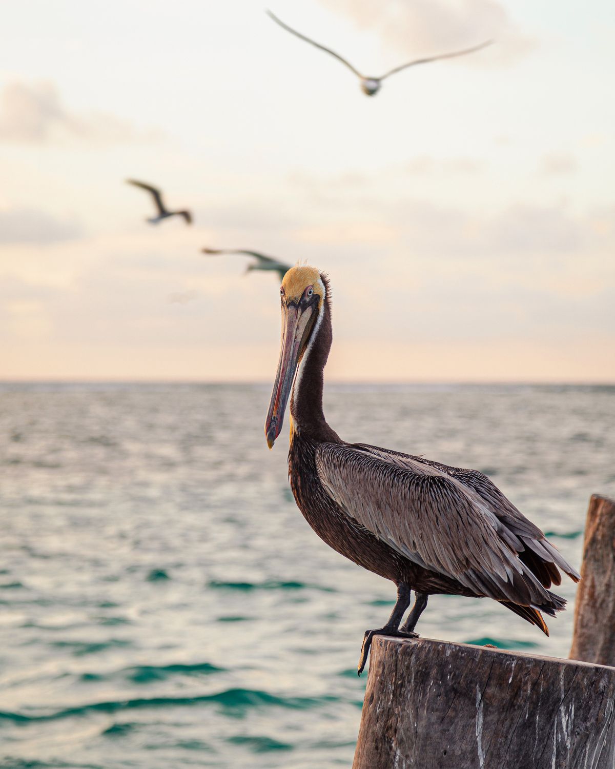 Cancún - Puerto Morelos - pelican pe țărm în lumina serii