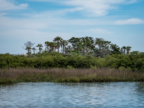 Tropical Vegetation along River