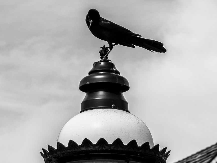 Blackbird sits atop a vintage streetlight, capturing urban wildlife in monochrome.