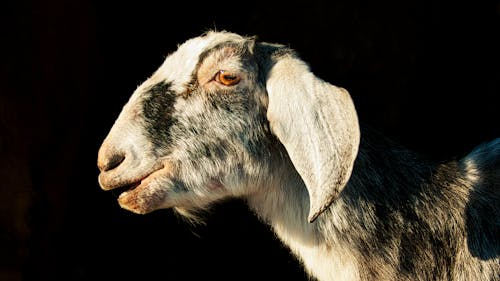 Foto stok gratis binatang peliharaan, kambing, kelinci betina