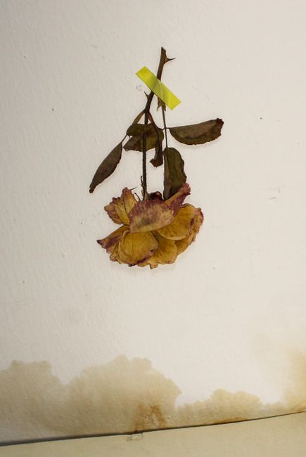 A dried rose taped to a stained wall, symbolizing decay and nostalgia.