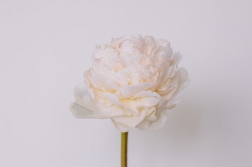 Free Close-up of a single white peony on a plain backdrop, showcasing elegant floral details. Stock Photo