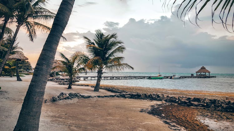 Palm Trees Near The Sea