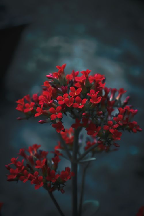 Free Close-up of vibrant red flowers with a moody backdrop, highlighting delicate petals. Stock Photo